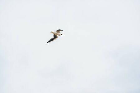 flying seagulls on blue sky with white clouds backgroundの写真素材