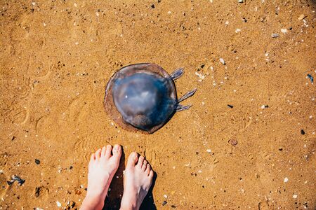 dead big jellyfish stranded on sand beach from the top viewの写真素材