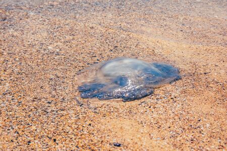 dead Rhopilema nomadica jellyfish at the sand beachの写真素材
