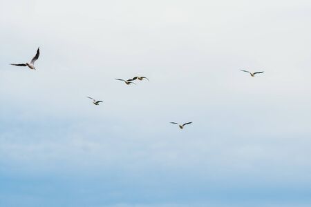 flock of flying seagulls and albatrosses on blue sky with white clouds backgroundの写真素材