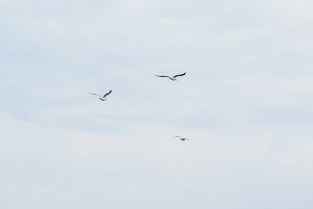 flock of flying seagulls on blue sky with white clouds backgroundの写真素材