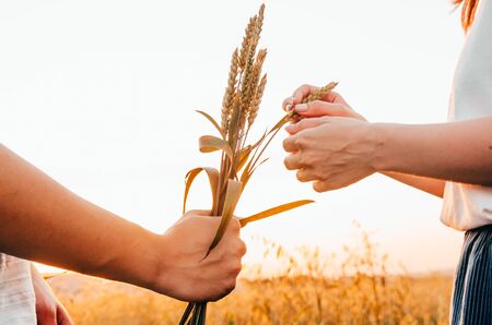 man giving wheat to a girl as flowersの写真素材