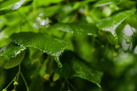 green leaves of a linden tree with raindropsの写真素材