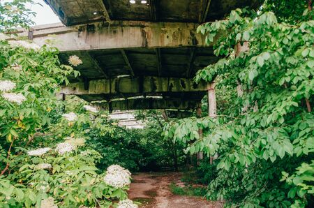 abandoned territory with green plants and old buildingsの写真素材