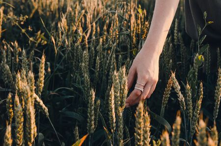 girls hand is feeling green wheat in the meadowの写真素材