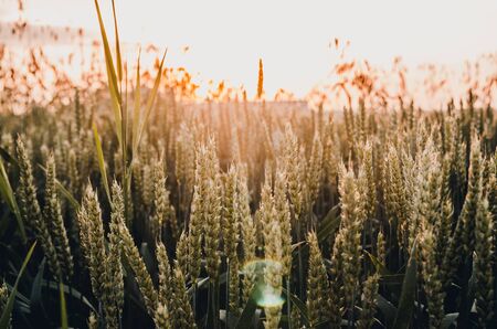 background of meadow of green wheat at sunsetの写真素材