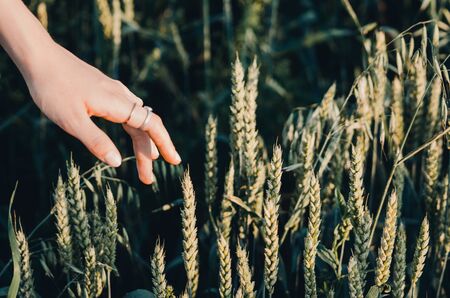 girls hand is feeling green wheat in the meadowの写真素材