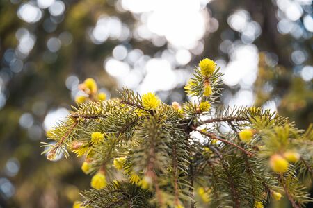 fir branch blooming outside at spring season with blurry backgroundの写真素材