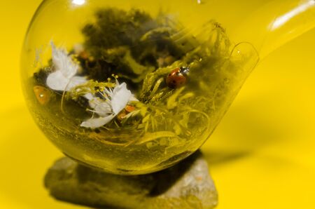 terarrium plant with insects in light bulb. close up of mini garden in glass with ladybugs living insideの写真素材