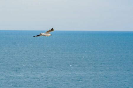 flying stork on blue sky by the ocean backgroundの写真素材