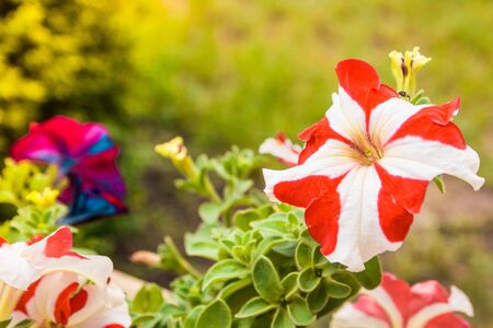 close up colorful flowers blooming outside in the gardenの写真素材