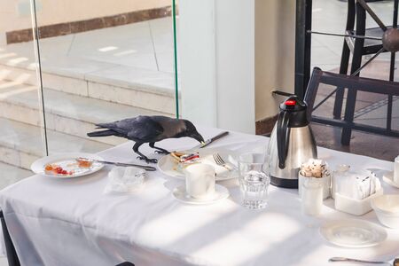 two crows on the table of restaurant terrace. bird stealing food. limitations of outdoors restaurantsの写真素材
