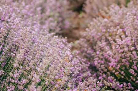 bushes of lavender flowers in the field with dark backgroundの写真素材