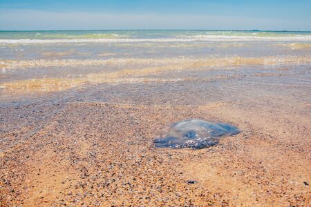 dead Rhopilema nomadica jellyfish at the sand beachの写真素材