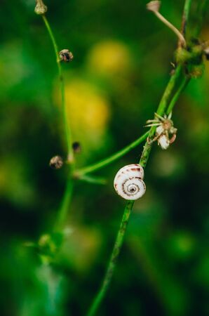 close up view of little white snail on a blade of grassの写真素材