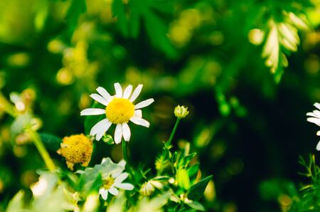 chamomile on blurry green background of the summer fieldの写真素材