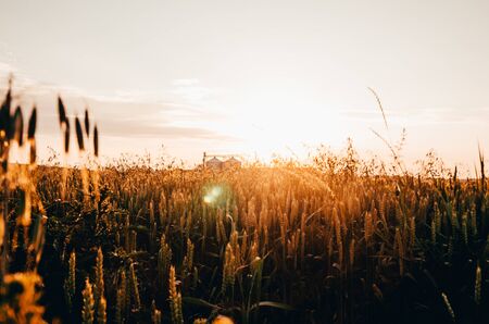 wide background of wheat field during the sunriseの写真素材