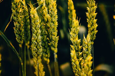 background of green wheat field close up. Wheat Growth Stages conceptの写真素材
