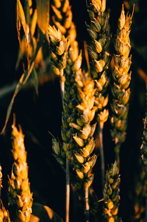 green wheat close up in the field with blurry backgroundの写真素材