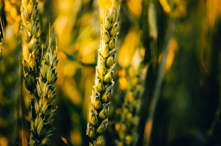background of green wheat field close up. Wheat Growth Stages conceptの写真素材