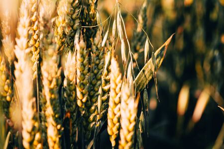 background of green wheat field close up. Wheat Growth Stages conceptの写真素材