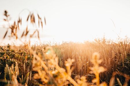 background of golden wheat meadow during the sunsetの写真素材
