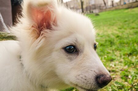 unhappy samoyed dog sitting in the park close up view. lonely and sad pet outsideの写真素材