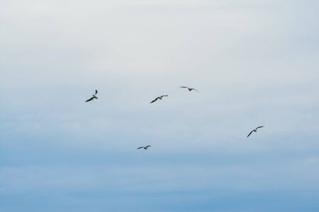 flying stork on blue sky with white clouds backgroundの写真素材