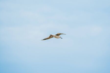 flying stork on blue sky with white clouds background