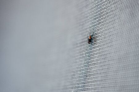 buzz close up view. a macro view of room insect on the wallの写真素材