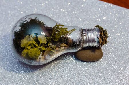 homemade terarrium plant in light bulb. diy of mini garden in glassの写真素材