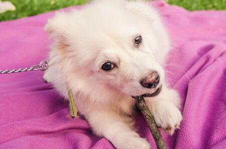 little puppy playing with branch  in the mouth on pink blanketの写真素材