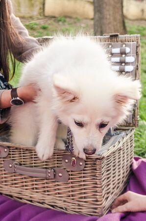 white little dog sitting in the picnic basket. having a picnic with a pet outsideの写真素材