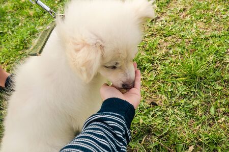 wide view of hand feeding a white dog. animals are friends. taking care of pets conceptの写真素材
