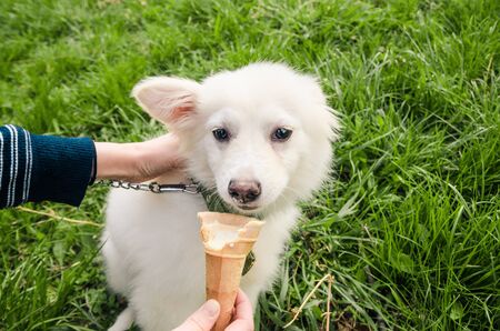 little white dog eating ice cream. puppy trying sweets outside close up viewの写真素材