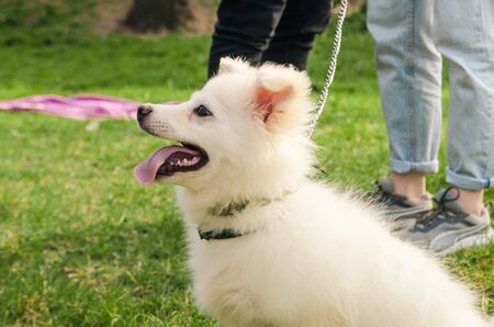 little samoyed dog with opened mouth is in the park. close up viewの写真素材