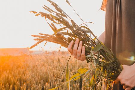 girl in dress is holding sheaf of wheat in her handsの写真素材