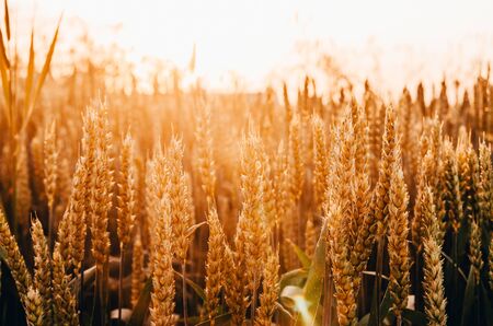 background of golden wheat meadow during the sunset with sun raysの写真素材