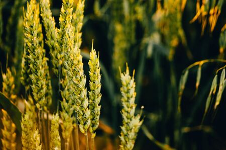green wheat close up in the field with blurry backgroundの写真素材