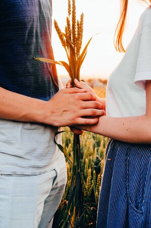 a young couple in wheat field holding hands while sunsetの写真素材