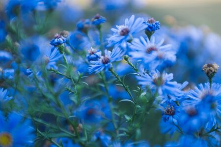 blue flowers background. summer field with flowersの写真素材