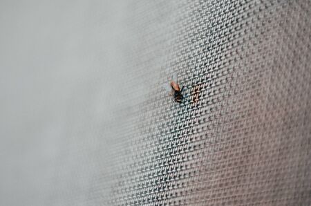 buzz close up view. a macro view of room insect on the wall. selective focusの写真素材