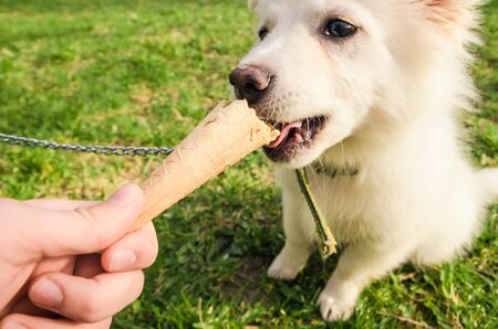 little white dog eating icecream. puppy trying sweets outside