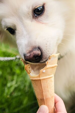 little white dog eating icecream. puppy trying sweets outside close up viewの写真素材