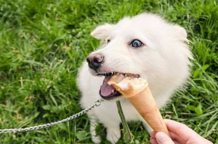 little white dog eating icecream. puppy trying sweets in the park from the top viewの写真素材