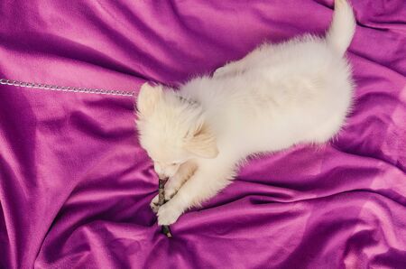 little puppy playing with branch  in the mouth on pink blanketの写真素材