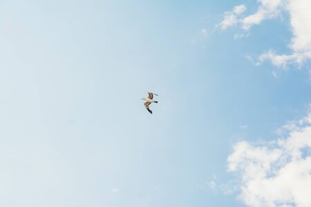flying stork on blue sky with white clouds background . selective focusの写真素材