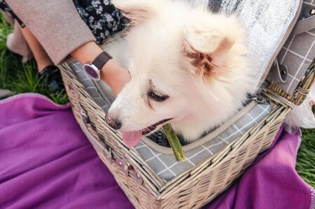 white little dog sitting in the picnic basket. having a picnic with a pet outsideの写真素材