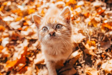 cute orange kitten on autumn leaves background