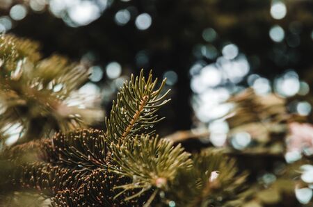 raindrops on spruce needles. fir tree in rainy weather close up viewの写真素材